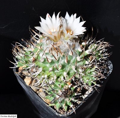 Turbinicarpus.JPG