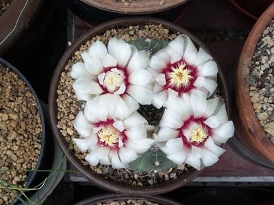 Gymnocalycium occultum 2016-2