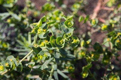 WB20151222 135756, Euphorbiaceae, Lanzarote, Norden - Lanzarote, spec. - Euphorbia.jpg