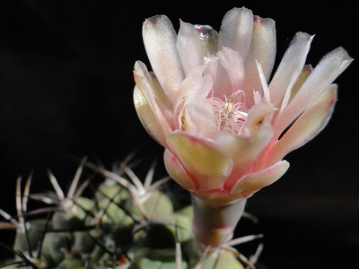 Gymnocalycium schickendantzii v. delaetii P55 2011 August02-2.jpg