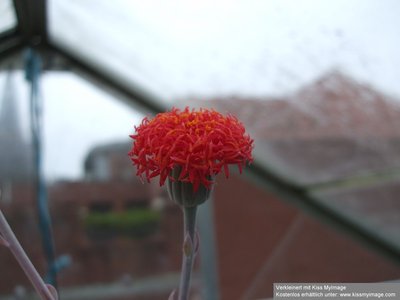 Senecio sempervivum Blüte_klein.jpg