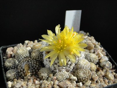 Copiapoa lauii FK439 2013 September19.jpg