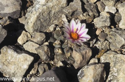 Turbinicarpus schmiedickeanus ssp. panarottoi<br />El Cardón S.L.P.