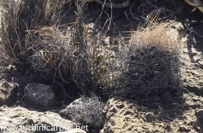 Astrophytum capricorne ssp. sanjuanense<br />San Juan de Boquillas COAH.