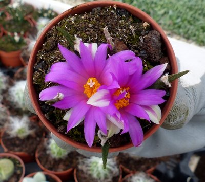 Ariocarpus agavoides mit Blüte (640x567).jpg