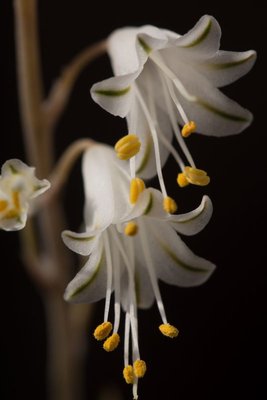 Aloe albiflora WB20160917 c.jpg