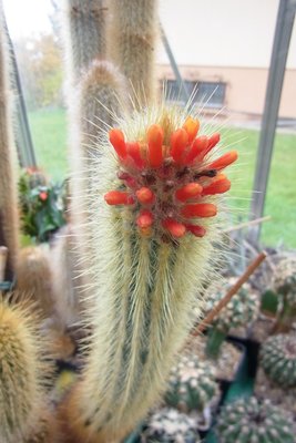 Micranthocereus_flaviflorus_Blüten_RIMG0020a.jpg