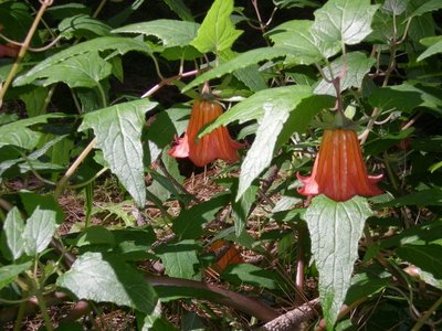 Canarina canariensis Teneriffa.jpg