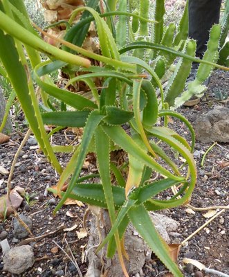 Aloe helenae, Sprosse (2) (530x640).jpg