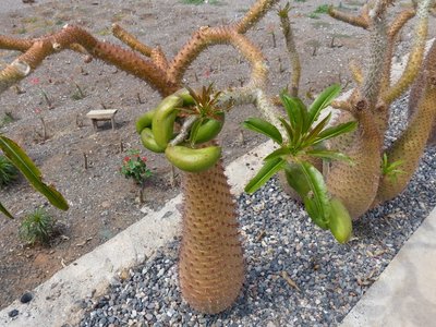 Pachypodium lamerei (640x480).jpg