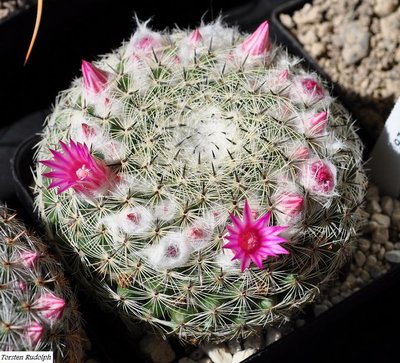 Mammillaria brauneana,Cerritos,SLP