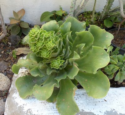 Aeonium virgineum Knospen.jpg