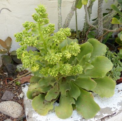 Aeonium virgineum.jpg