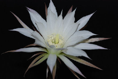 Echinopsis 01.jpg