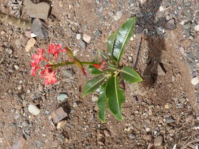 Pachypodium baronii mit Früchten 2 (480x640).jpg