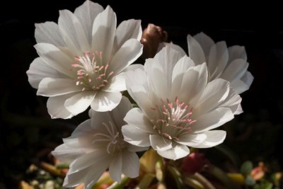 WB20130608 Lewisia rediviva minor b.jpg