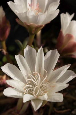 WB20130611 Lewisia rediviva minor c.jpg