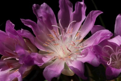 Lewisia rediviva rosea c WB20170525.jpg