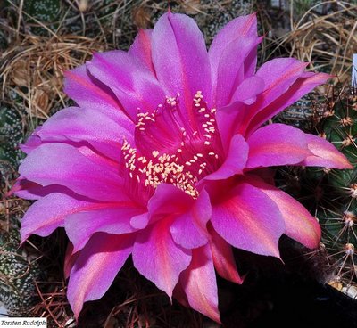 Echinopsis Hybride (3).JPG