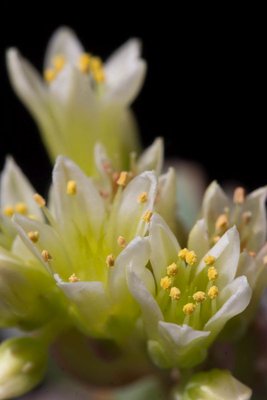 WB20170611 Sedum oregonense d.jpg