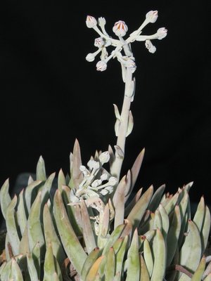 Dudleya pauciflora.jpeg