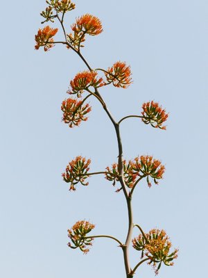 Agave mamorata (480x640).jpg