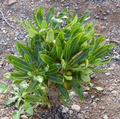 Pachypodium ambogense mit Knospe (800x791).jpg