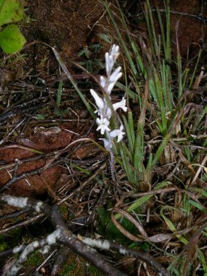 643,SA,Haworthia radulata,blühend (480x640).jpg