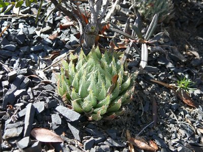 810,SA,Haworthia cummingii.JPG