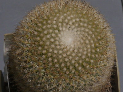 Mammillaria_flavicentra002_v1.jpeg