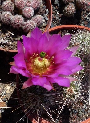 Echinocereus engelmanni v. chrysocentrus, Blüte (583x800) (583x800).jpg