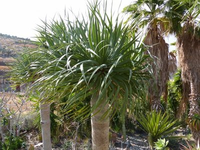 Dracaena drago.jpg