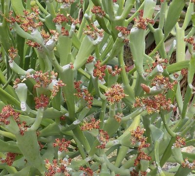 Euphorbia enterophora, blüten (800x720).jpg
