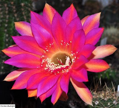 echinopsis (2).JPG