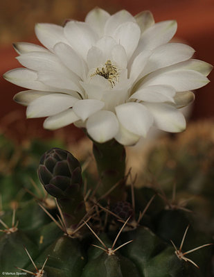 VoS_09-525_Gymnocalycium_anisitsii_[2].JPG