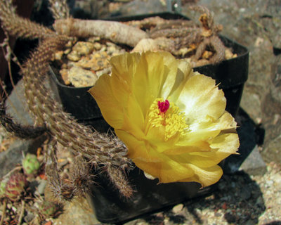 November 2018 Pterocactus tuberosus - W. Eichenlaub.jpg