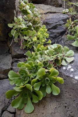 Aeonium virgineum, Blüte (533x800).jpg