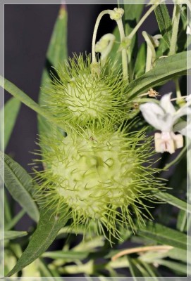 Asclepias physocarpa Frucht_klein_klein.jpg