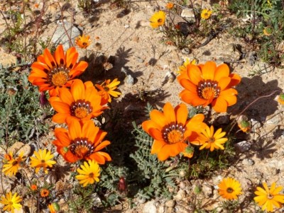 Gazania leipopoda.jpg