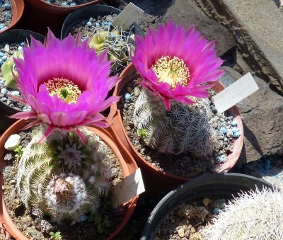 Echinocereus reichenbachii Lz305 (800x677).jpg