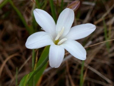 Aristea africana.jpg