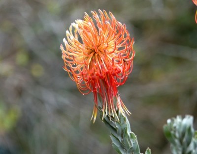 Leucospermum reflexum klein.jpg