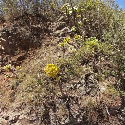 Aeonium undulatum (795x800).jpg