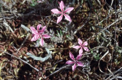 3b Pachypodium succulentum, SA.jpg