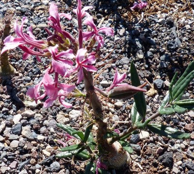 6 Pachypodium succulentum, Blüte , Frucht.jpg