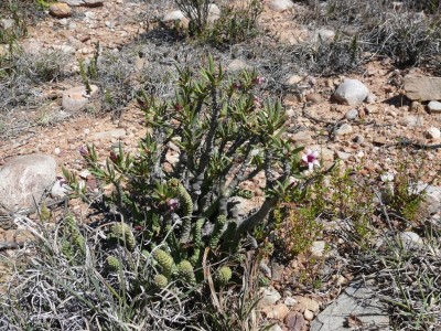 1)ZA,Pachypodium bispinosum bei Rust,Funkmast (800x600).jpg