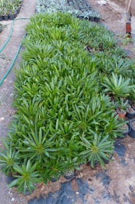 Pachypodium menabeum 1.jpg