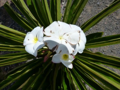 Pachypodium menabeum 8.jpg