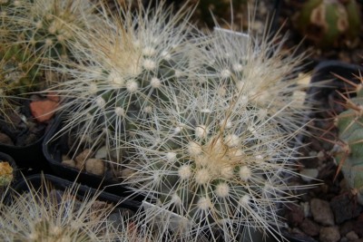 Copiapoa_krainziana_OLV064_05_Gruppe2_RIMG0809.jpg