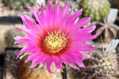 Echinocereus reichenbachii.jpg